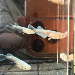 エメキン2ペア＋♀2の画像