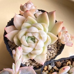 札落ち　エケベリア 3鉢セット　抜き苗　多肉植物の画像