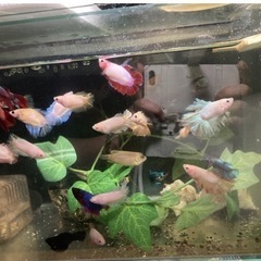熱帯魚　ベタ　成魚　1匹の画像