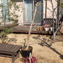 モミジ　写真追加！の画像