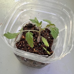 プチトマトの苗
の画像