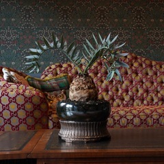 エンセファラルトス ホリダス 塊根15センチ超高級作家鉢オクタゴンライトスタンドセット取りに来てくれる方歓迎、25万キャンセル出ました。の画像