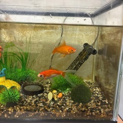 金魚2匹、コリドラス1匹（水槽付き）の画像