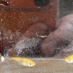 月の響メダカ_♂4♀1の画像