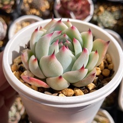 水蜜桃　抜き苗　多肉植物　の画像