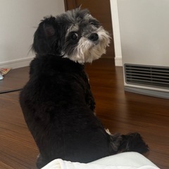 チワマル チワワ×マルチーズ ミックス犬 男の子