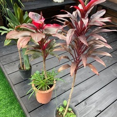 観葉植物🪴ドラセナ✨３点セットの画像