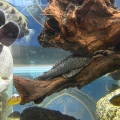 オトシンプレコの画像