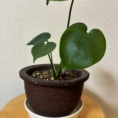 観葉植物・モンステラ(タウエリ)の画像