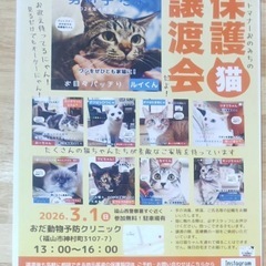 3月1日福山で保護猫の譲渡会