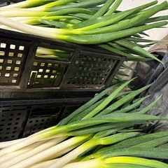ネギ【野菜】の画像