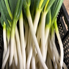 ネギ【野菜】の画像