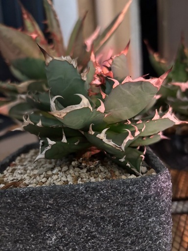 植物　アガベ　セット
