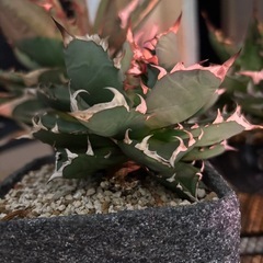 植物　アガベ　セット
の画像