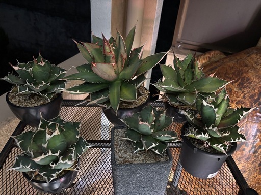 植物　アガベ　セット
