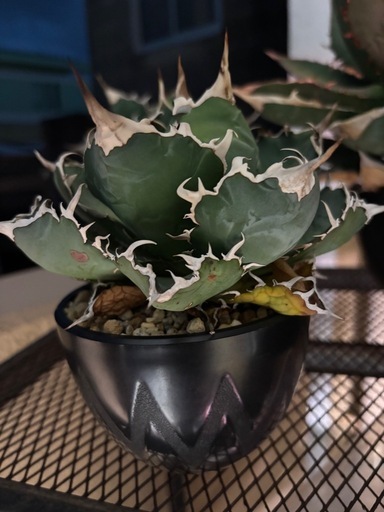 植物　アガベ　セット
