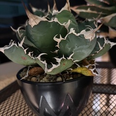 植物　アガベ　セット
の画像