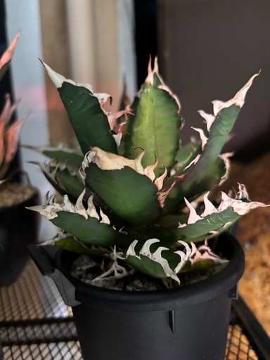 植物　アガベ　セット
