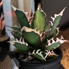 植物　アガベ　セット
の画像