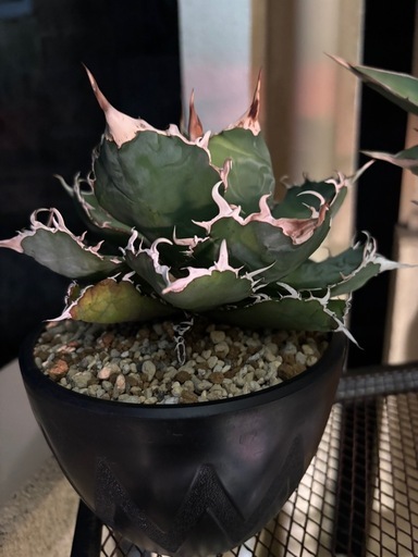 植物　アガベ　セット
