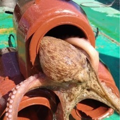 たこ壷【蛸壺】約4kg 漁具 中古 2個の画像