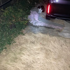 迷い猫が数日前から庭に来ています