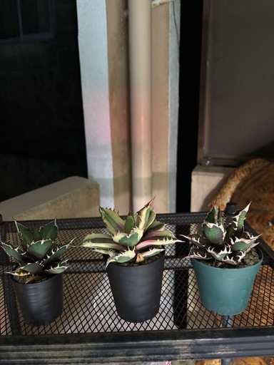 植物　アガベ　セット