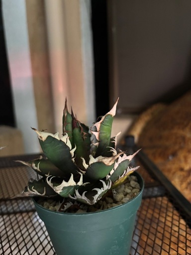 植物　アガベ　セット