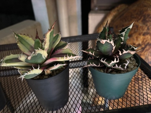 植物　アガベ　セット