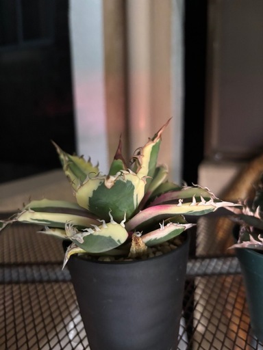 植物　アガベ　セット