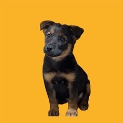 1〜2ヶ月の子犬ちゃん🚹【里親さん募集】