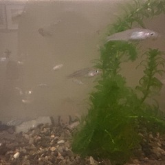 去年のものですの画像