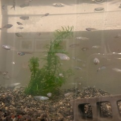 去年のものですの画像