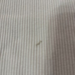 ハニーズ　レディース　パンツ　Lの画像