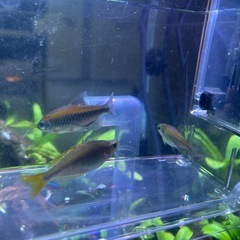 熱帯魚　コンゴテトラペア　ネオンドワーフレインボーメスの画像