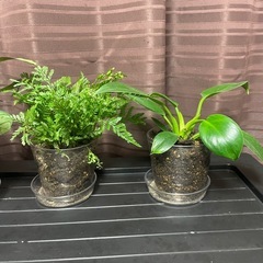 観葉植物の画像