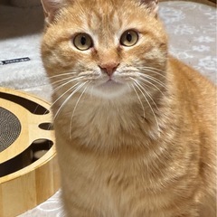 可愛らしい茶トラの男の子福ちゃん