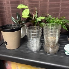 観葉植物の画像