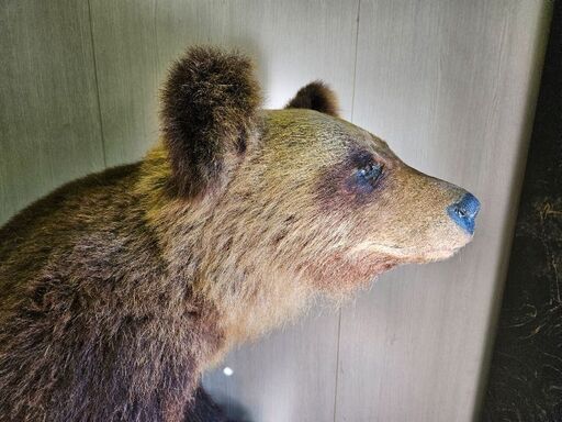熊の剥製　取りに来られる方