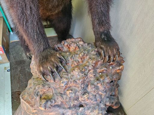 熊の剥製　取りに来られる方