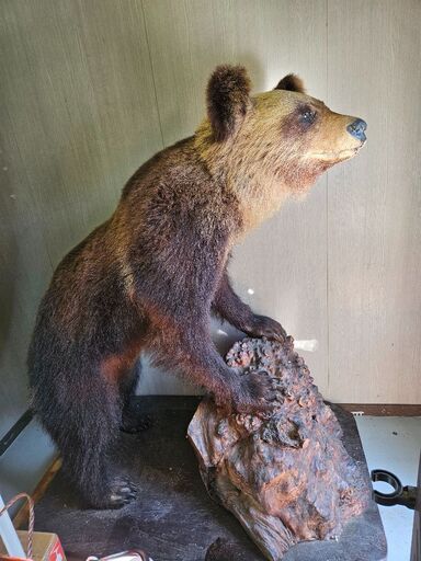 熊の剥製　取りに来られる方