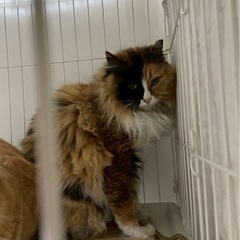 【フワリちゃん5歳くらい女の子】里親さん募集
