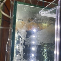 60cmスリム水槽セットの画像