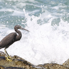 子ども鳥博士　参加者募集！  「子ども鳥博士」は、野鳥や自然の魅力を楽しく学びながら、小学生が“鳥博士”として認証を受けられるイベントです。今回は、午前中に江の島周辺をフィールドに自然観察を行い、午後は室内で野鳥に関するレクチャーや交流の時間を設けます。観察体験と学びの組み合わせで、楽しみながら野鳥の世界に親しむことができます。 - イベント