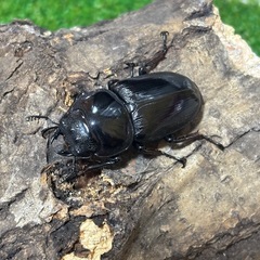 グランディスオオクワガタ♂♀♀（3匹）トリオの画像