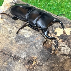 グランディスオオクワガタ♂♀♀（3匹）トリオの画像