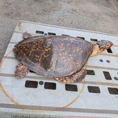 カメの剥製　取りに来られる方の画像