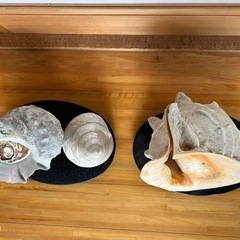 貝の置物の画像