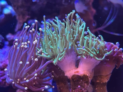 サンゴ　海水魚