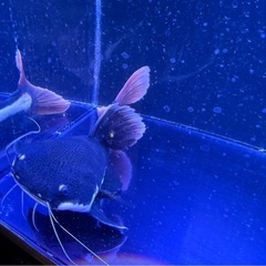 (生体)レッドテールキャット　40cmくらい！健康体な子です。の画像